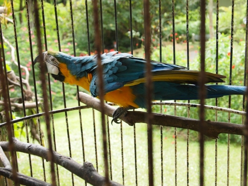Frankie, the Blue-and-Gold Macaw, having a snack. 