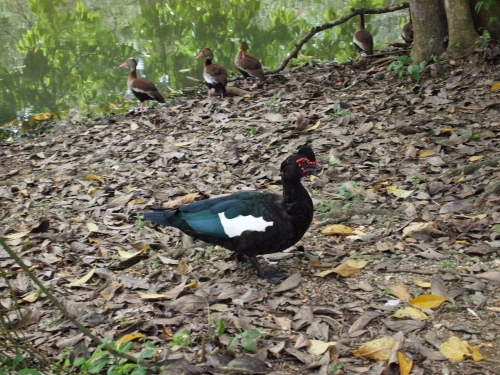 A Muscovy Duck (with some Black-Bellies in the background). Muscovy's are much larger than the Black-Bellied ducks. Females like the one pictured here can weigh up to 7 pounds, and males  can weigh up to 15