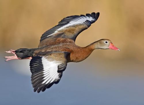 Black-Bellied Whistling Tree Duck in flight. Source: http://americans4birds.ipower.com/waterfowl.html