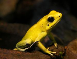 The golden poison dart frog. The size of a paper-clip but toxic enough that one frog has enough poison to kill 2 elephants. [image source]